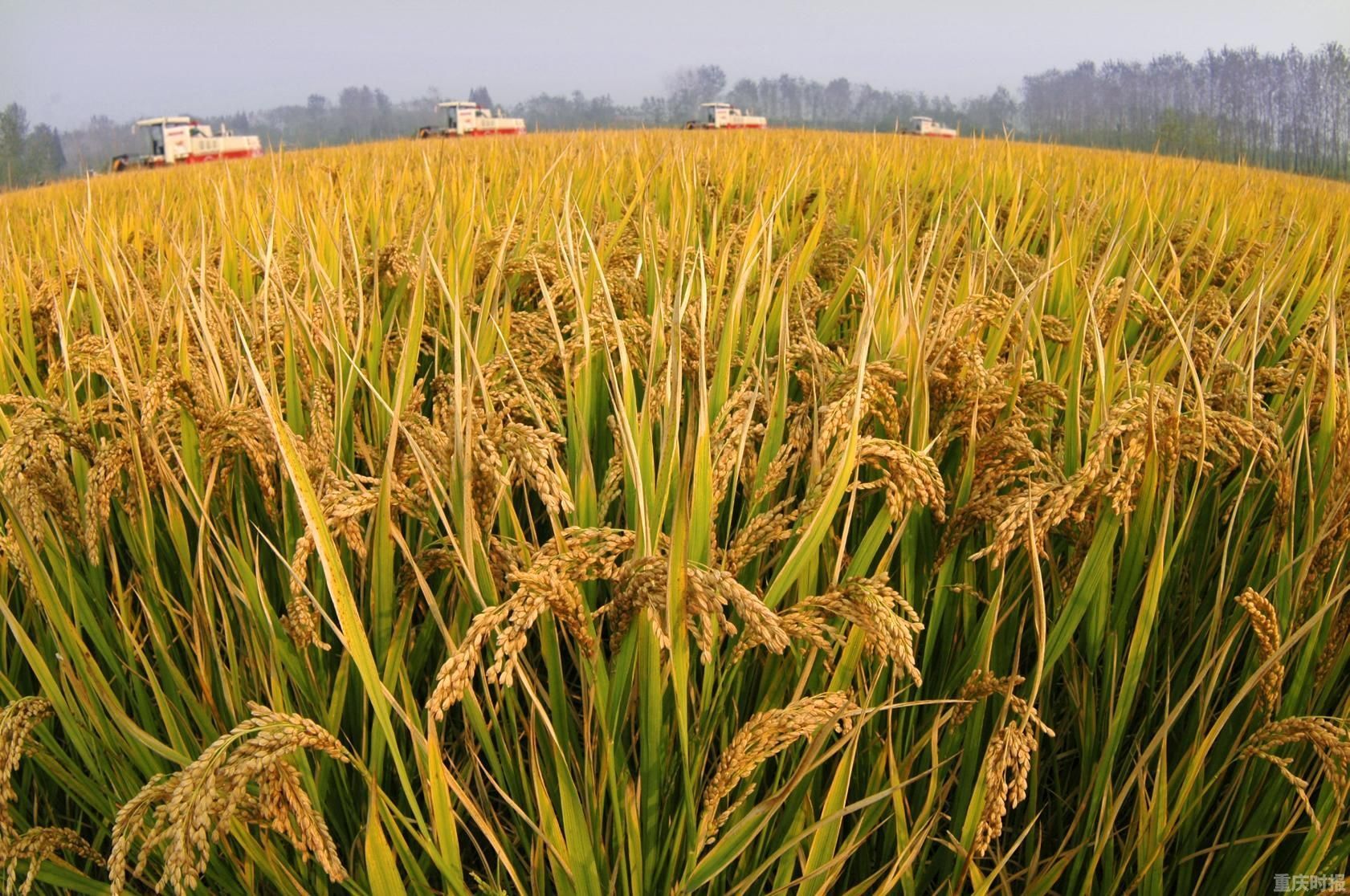 稳产增效促丰收 石林去年粮食产量达15.23万吨